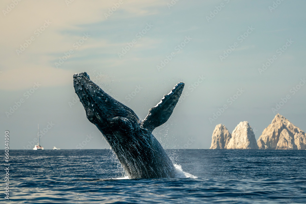 humpback whale breaching in cabo san lucas baja california sur mexico pacific ocean